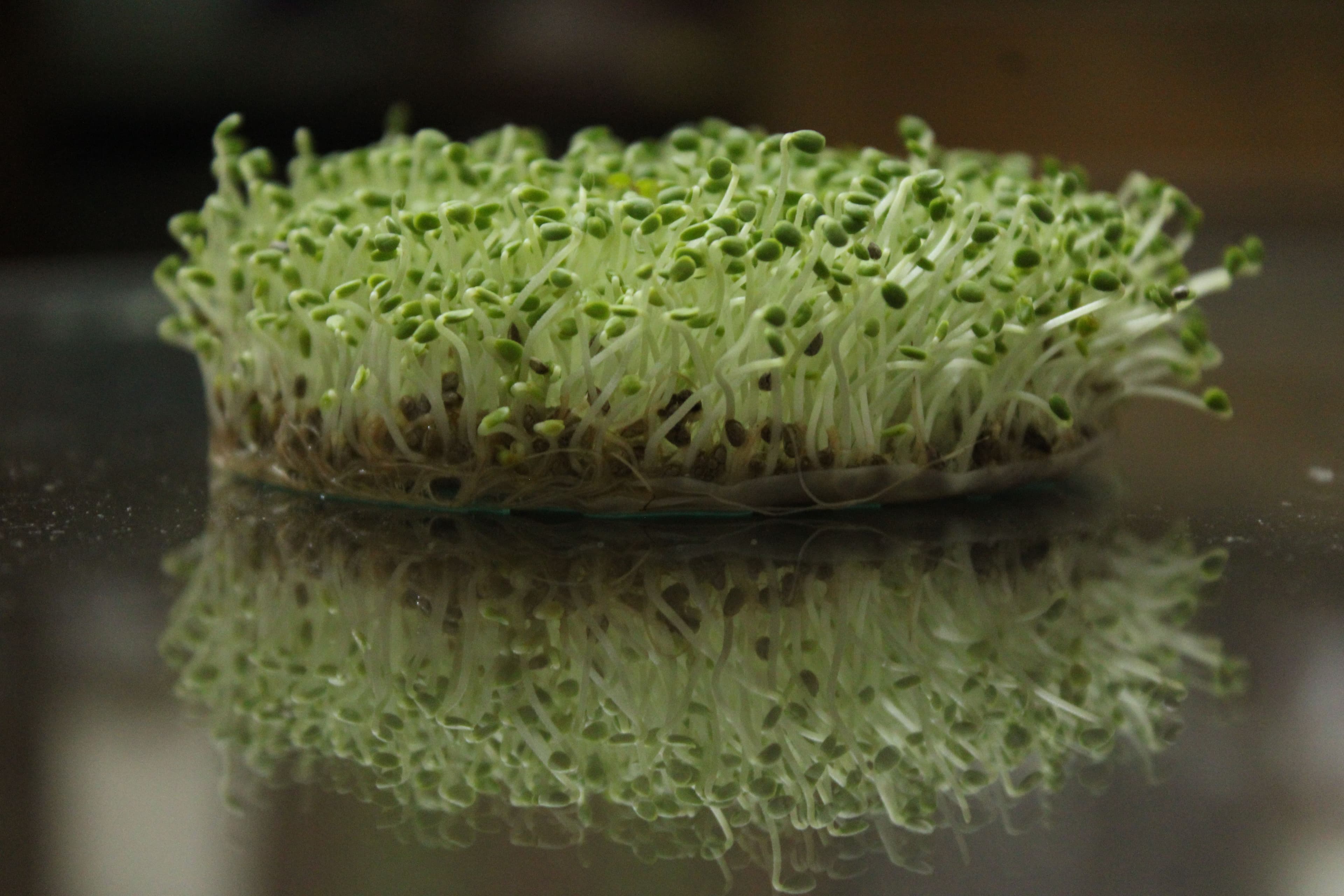 Fresh microgreens growing in a tray